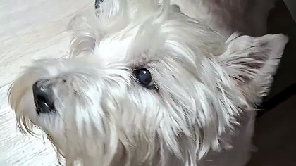 West Highland White Terrier #dogsofyoutube #dogsvideo #shorts #dogshorts