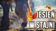 Jak przeżyć JESIEŃ w stajni?