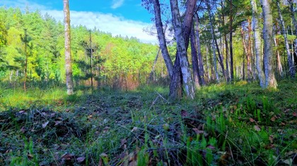 Summer Forest Wetland Birdsong &bull; Lush Marsh Birds & Natural Forest Ambienc