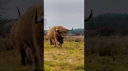 chyba widać, że szef?  #highlandcattle #szkockiekrowy #bull
