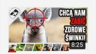 Trzoda chlewna znowu na zakręcie - Lubuskie Angusowo pomóżmy!