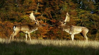 Rok z życia jeleniowatych