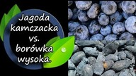 Jagoda kamczacka vs.  borówka wysoka.  Która lepsza na plantację?