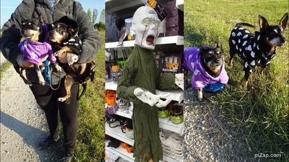 Przegląd sklepów na Halloween i prezenty dla psa