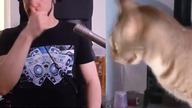 MultiDavid X Sneeze Cat / Live Looping Remix