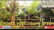 #322-Wykopywanie, zimowanie bananowca ensete green. Przyrost w jeden sezon i inne wskazówki