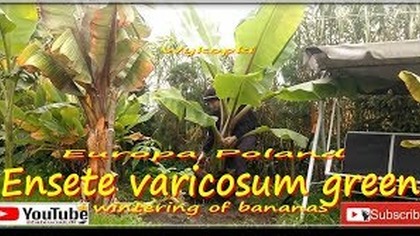 #322-Wykopywanie, zimowanie bananowca ensete green. Przyrost w jeden sezon i inne wskazówki