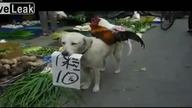 Pies Sprzedaje Kurczaki