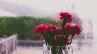 Rain Video Relaxing - 1h, 4K