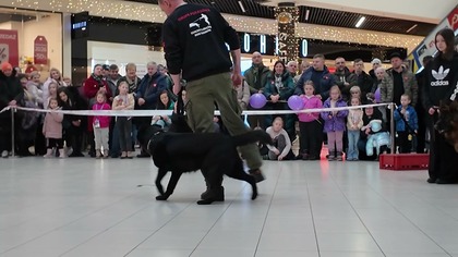 Szachty Libiąskie zaprezentowały możliwości psów obronnych na finale WOŚP
