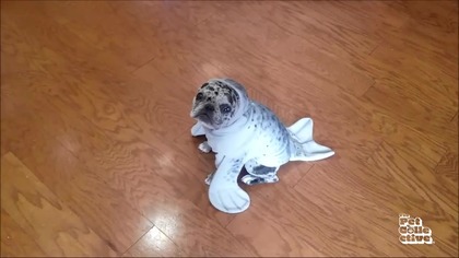 The Pet Collective - Fragment emisji / Fragment of the broadcast (29. 10. 2025)