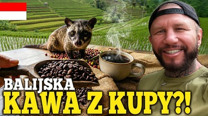 Kawa z LUWAKA  Jak powstaje? Czy śmierdzi? prosto z Bali.  Kto by spróbował?