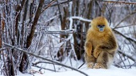 BBCEARTH - 21-07-2022 - Zapowiedzi Reklama