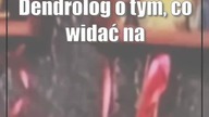 Dendrolog o tym, co widać na cudownym drzewie z Parczewa.  Niektórzy się obrażą