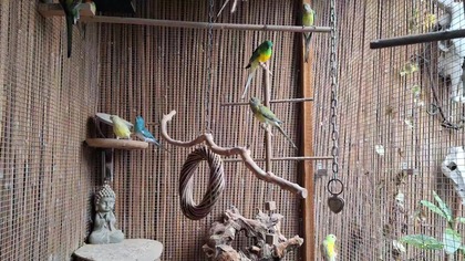 Papugi Świergotki w wolierze