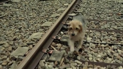 BELMONDO.  - Człowiek i jego pies.  (2009) napisy