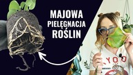 Jak Dbać o Rośliny Domowe w Maju.  Roślinne Aktualizacje Maj
