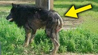 MYŚLELI, ŻE TO WILKOŁAK, prawda była ZASKAKUJĄCA..