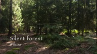 silent forest wilkow