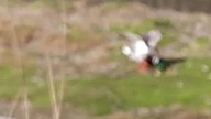 Walka Kaczorów / Drakes Fighting (Zoo Warszawa)