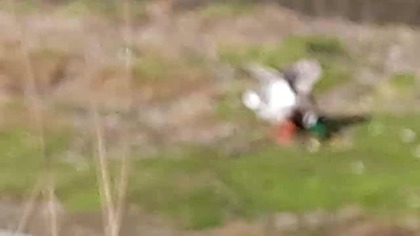 Walka Kaczorów / Drakes Fighting (Zoo Warszawa)