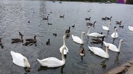 WILDLIFE IN HYDE PARK [4K60FPS], RELAXED LONDON WALK #asmr #birdsounds #birdwatching
