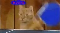 A gdyby tak dać gifom dźwięk? 5