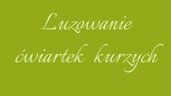 LUZOWANIE ĆWIARTEK KURZYCH, Jak wyluzować ćwiartki kurze? | Magdalenkowe Frykasy