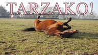 Dlaczego... konie się tarzają?