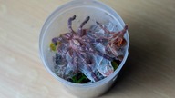 Przekładanie Poecilotheria metallica ORAZ aranżacja terrarium !