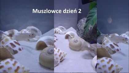 Muszlowiec krótki -brevis