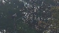 stork, bociany #music #dance #trueman