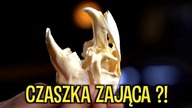 Paczka NIESPODZIANKA #67 Niespodziewane PTASZNIKI i dużo ciekawych rzeczy 