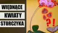 Dlaczego kwiaty STORCZYKA więdną i się obsypują ?