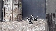 Pingwiny w zoo (penguins at the zoo)