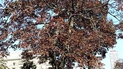Jesień w Warszawie większa niż w Koszalinie! Dwa tygodnie przesuniętej wegetacji w stosunku do Nas!