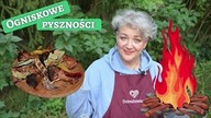 Ognisko z pysznym menu