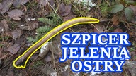 Zrzuty 2021, Ostry Szpicer Jelenia Na Horyzoncie Odc.  133