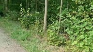 Sprzątanie lasu w Teresinie