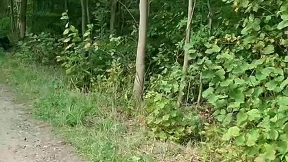 Sprzątanie lasu w Teresinie