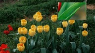 Tulipany,Tulpen,tulips
