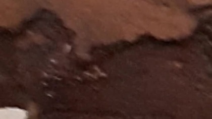 #Wije #krocionogi #millipede #millipedes