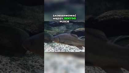 Piękno polskich ryb w akwarium  poznaj te gatunki! 