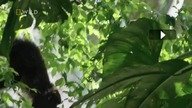 Dzik przyr strefy r&oacute;wnik 6 Amazonia Wielka pow&oacute;dź (NW) [nr 62]