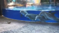 Delfiny zafascynowane wiewiórkami