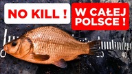 333 NO KILL W CAŁEJ POLSCE! KONTROLE! NIE JEM I ŁOWIĘ! ZŁÓW I WYPUŚĆ!