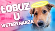 IDZIEMY DO WETERYNARZA