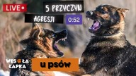 Pięć głównych przyczyn agresji u psów