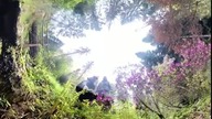 Arboretum Lądek-Zdrój #shorts #nature #botanical #garden Kwiaty #shorts #shortsvideo