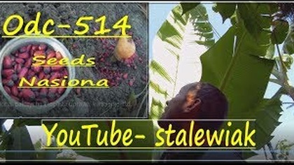 Odc-514-Sauromatum Venosum Seeds, nasiona, pałczycha kroplista,uprawa, kwtnienie itd